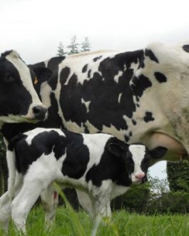 Buy PRIM’HOLSTEIN CATTLE online